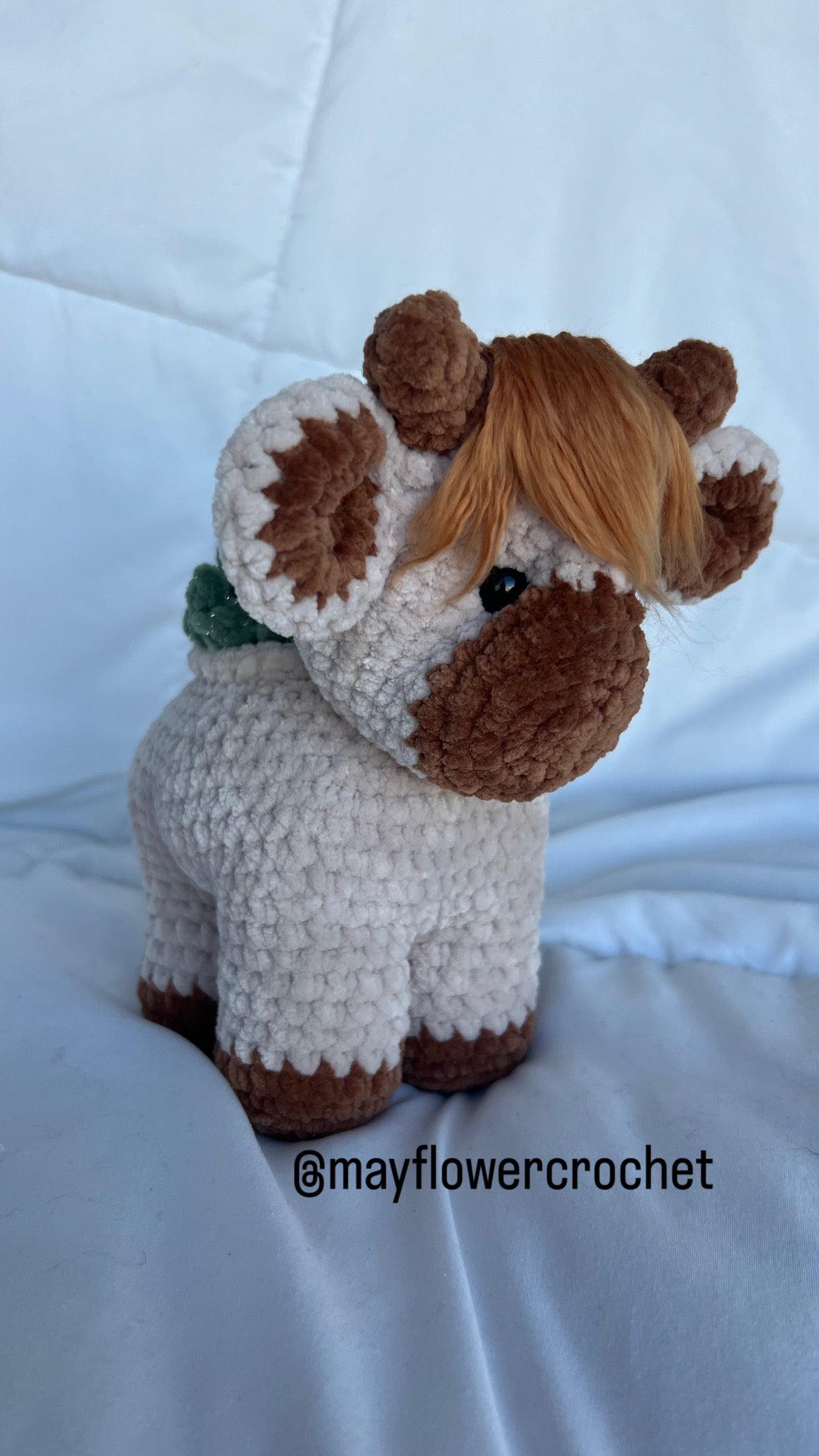 Succulent Highland Cow