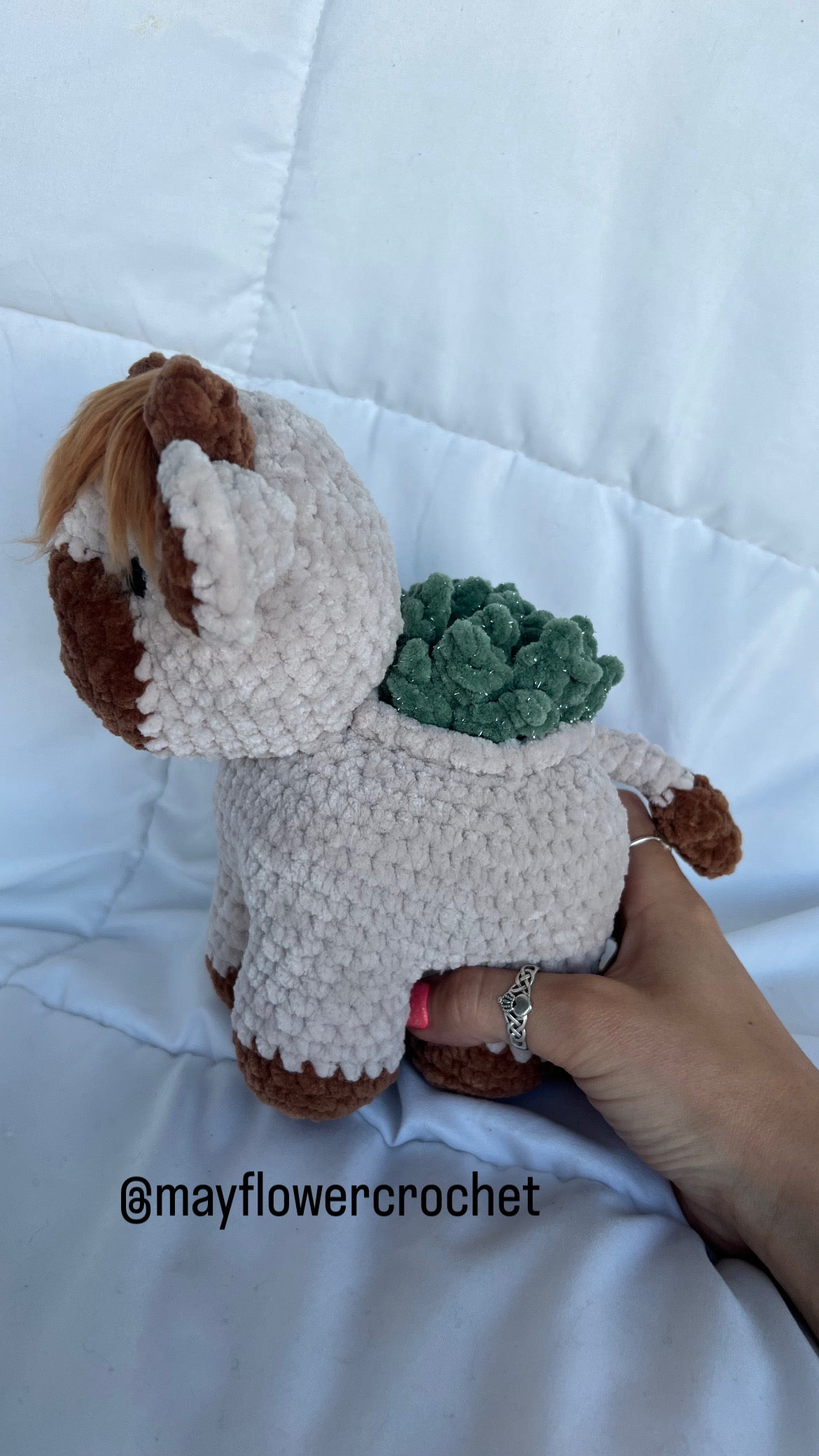 Succulent Highland Cow